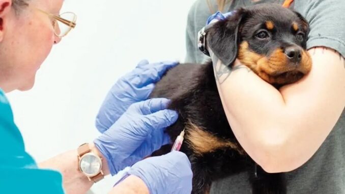 Top Veterinarian Drops Bombshell: ‘Animal Vaccines Are Designed To Euthanize Our Pets’